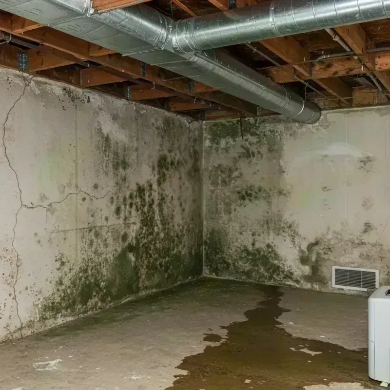 Professional Mold Removal in Smithville, TX